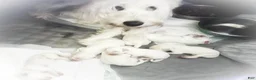 Labradoodle dogs for sale: Labradoodle 1 - Ad 2