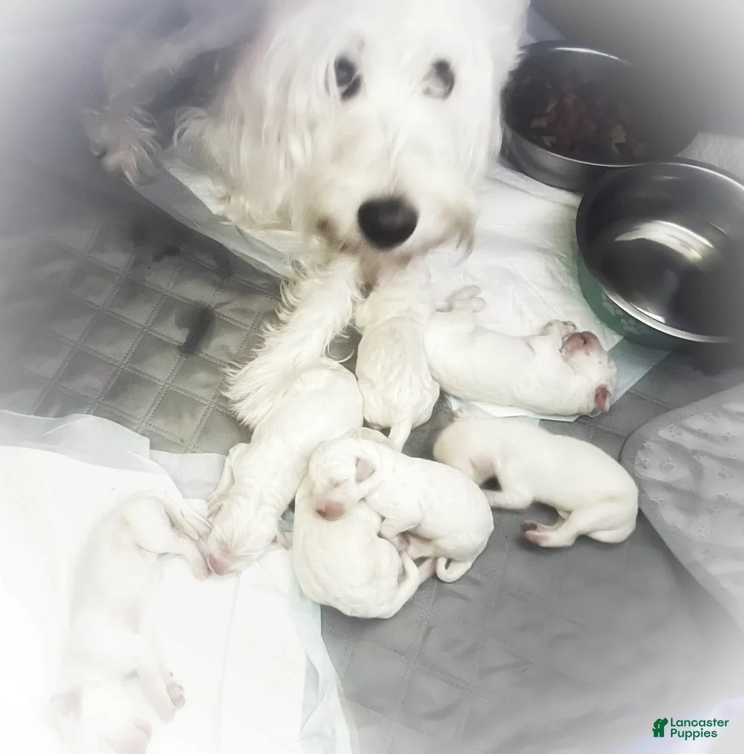 Labradoodle dogs for sale: Labradoodle 1 - Ad 2