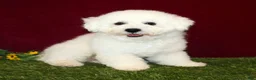 Bichon Frise dogs for sale: Sara - Ad 7