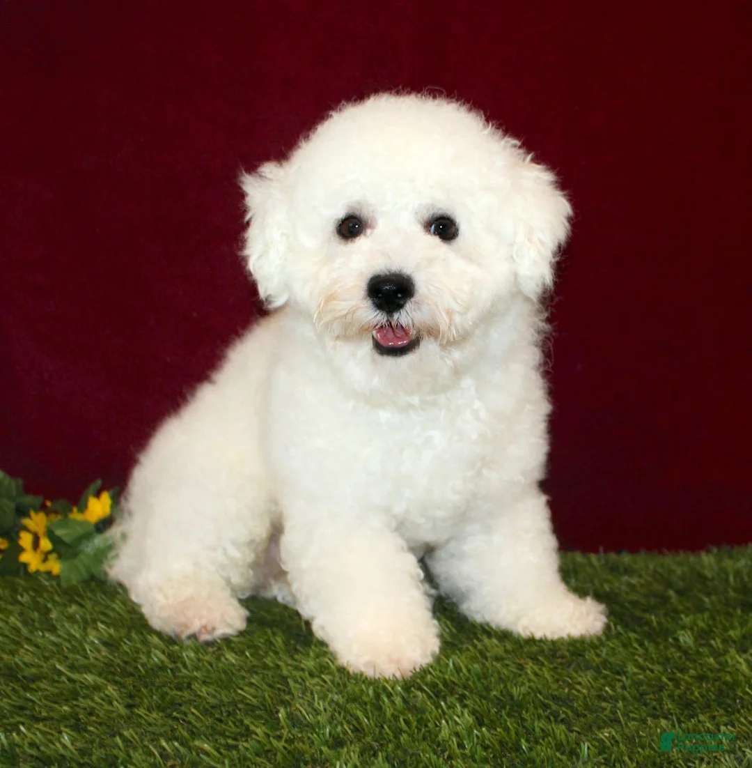 Bichon Frise dogs for sale: Sara - Ad 7