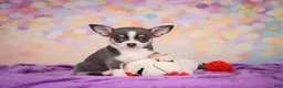 Chihuahua dogs for sale: Gina - Ad 9