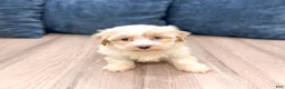 Havanese dogs for sale: Hailey - Ad 4