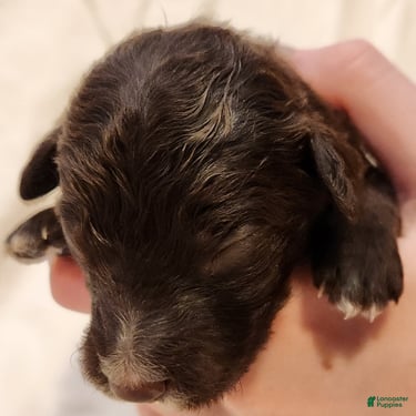 Mini Aussiedoodle dogs for sale: Pluto_Male Red Tuxedo - Ad 2