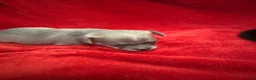 Chihuahua dogs for sale: Chihuahua 4 - Ad 5