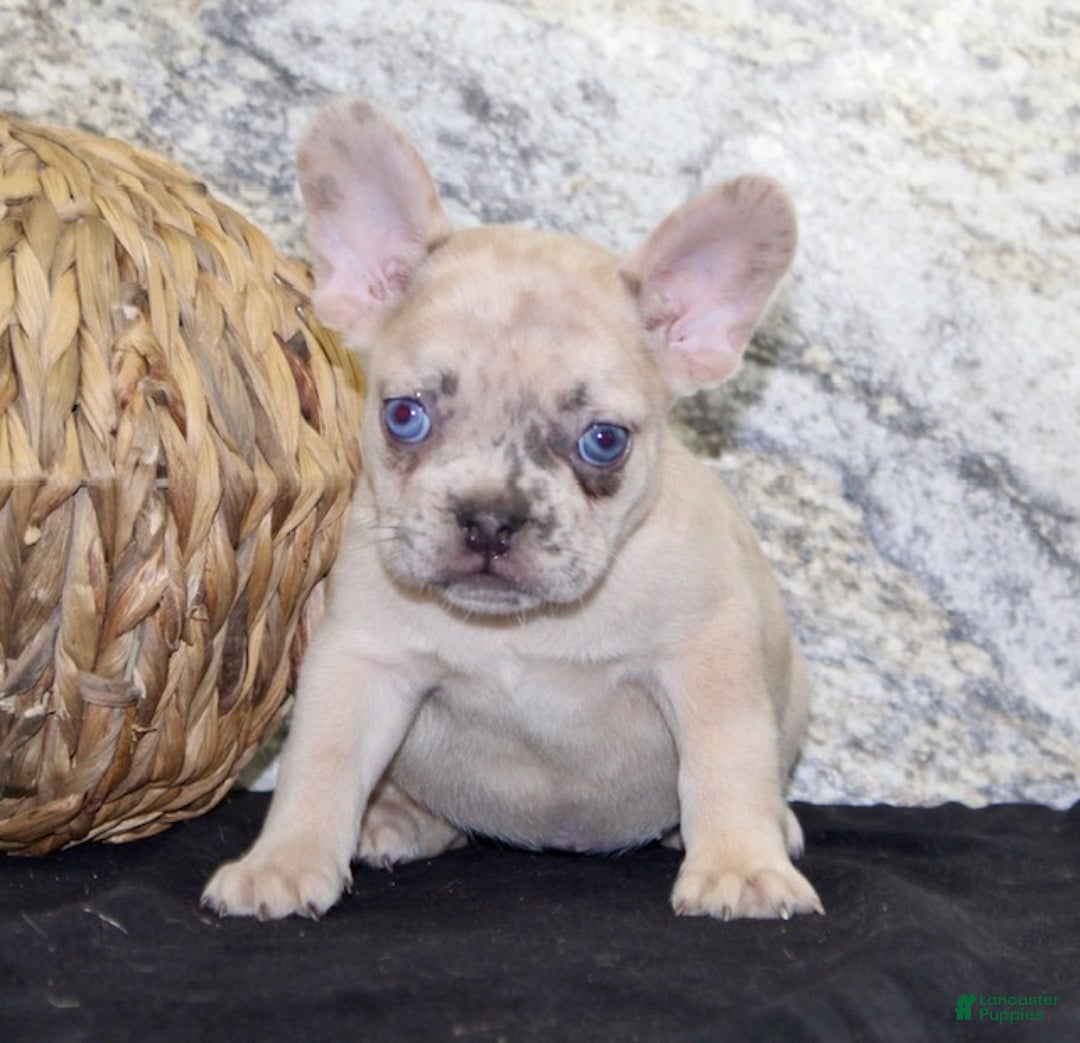 French Bulldog dogs for sale: Roxanne - Ad 3