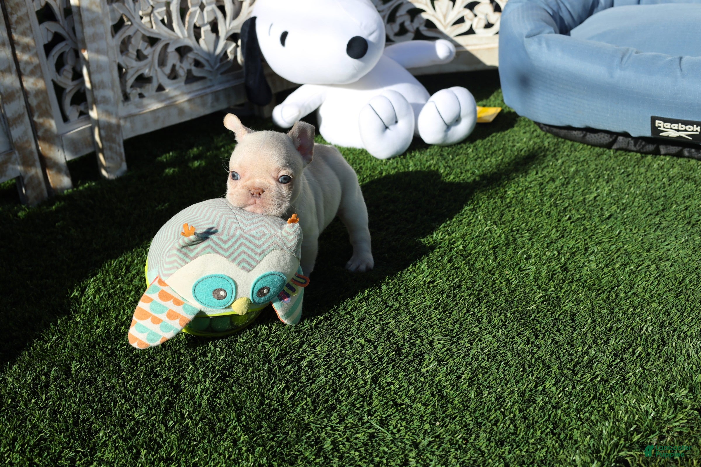 French Bulldog dogs CASEY - Ad 30