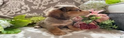 Miniature Dachshund dogs for sale: Simba - Ad 9