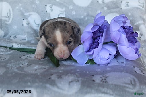 Mixed Breed dogs Lila - Ad 2