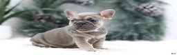 French Bulldog dogs for sale: Malory - Ad 10