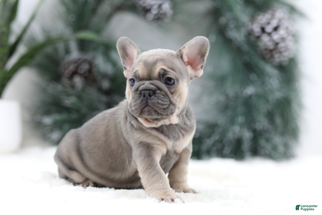 French Bulldog dogs for sale: Malory - Ad 10
