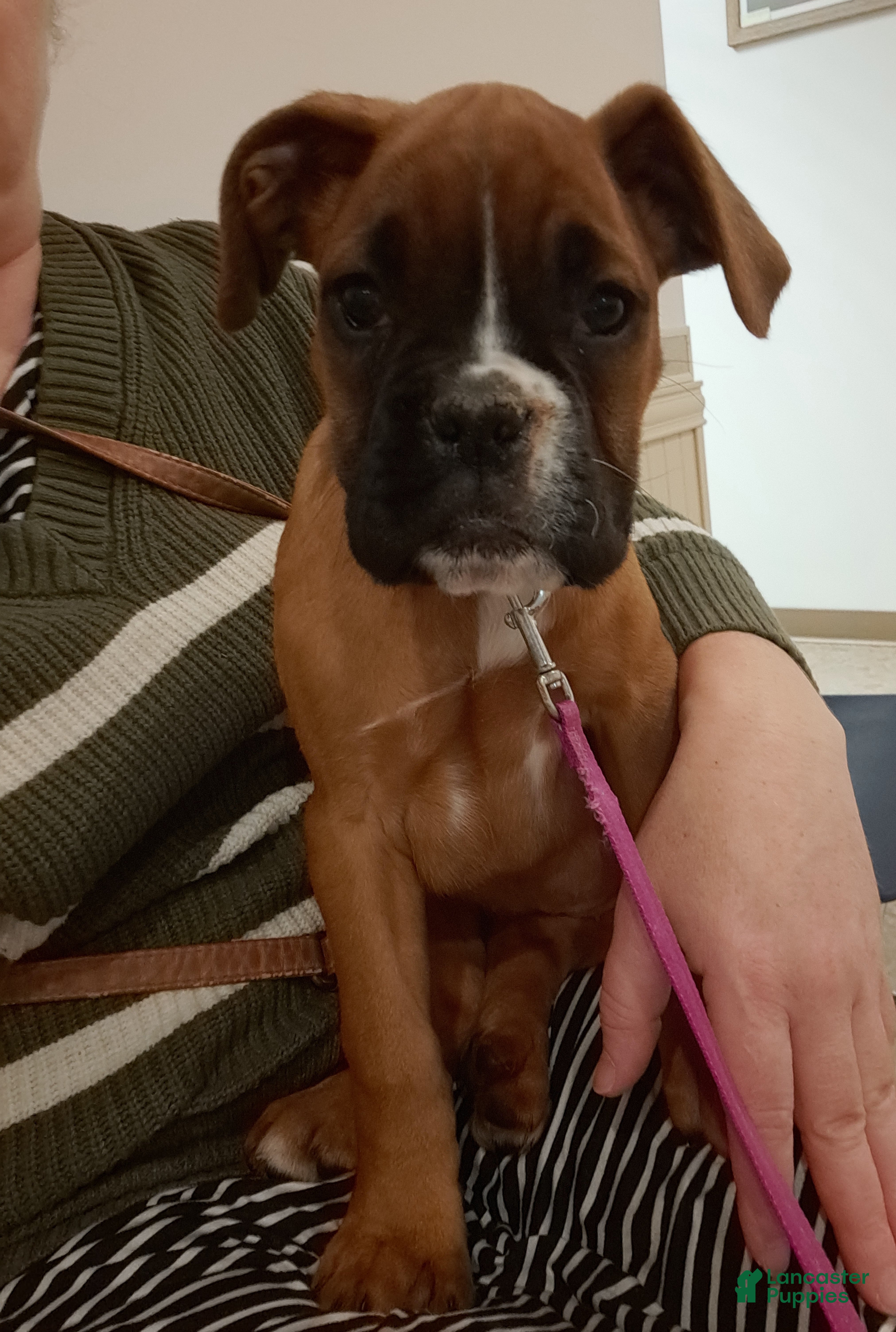 Boxer dogs River - Ad 1