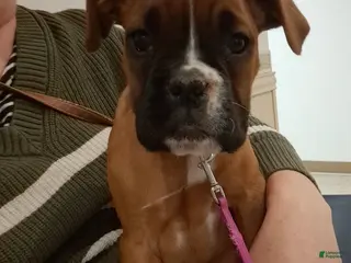 Boxer dogs for sale: River - Ad 2