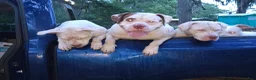 American Bulldog dogs for sale: American Bulldog 6 - Ad 13