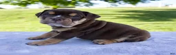 Beabull dogs for sale: Sheila - Ad 4