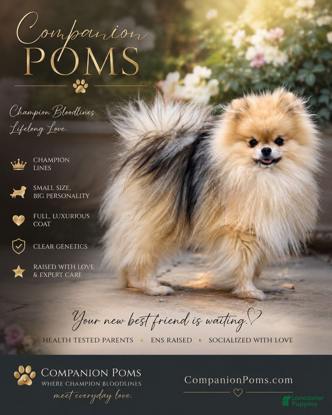Pomeranian dogs Chai - Tiny Pom Boy - CH lines - See Video! - Ad 2