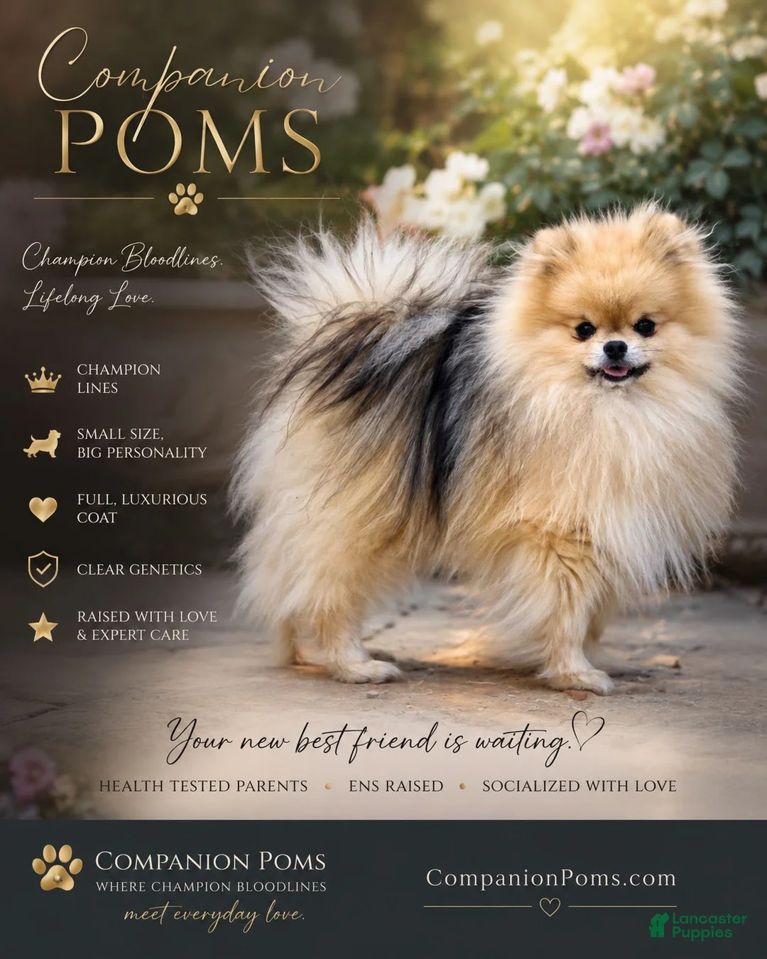 Pomeranian dogs for sale: Chai - Tiny Pom Boy - CH lines - See Video! - Ad 2