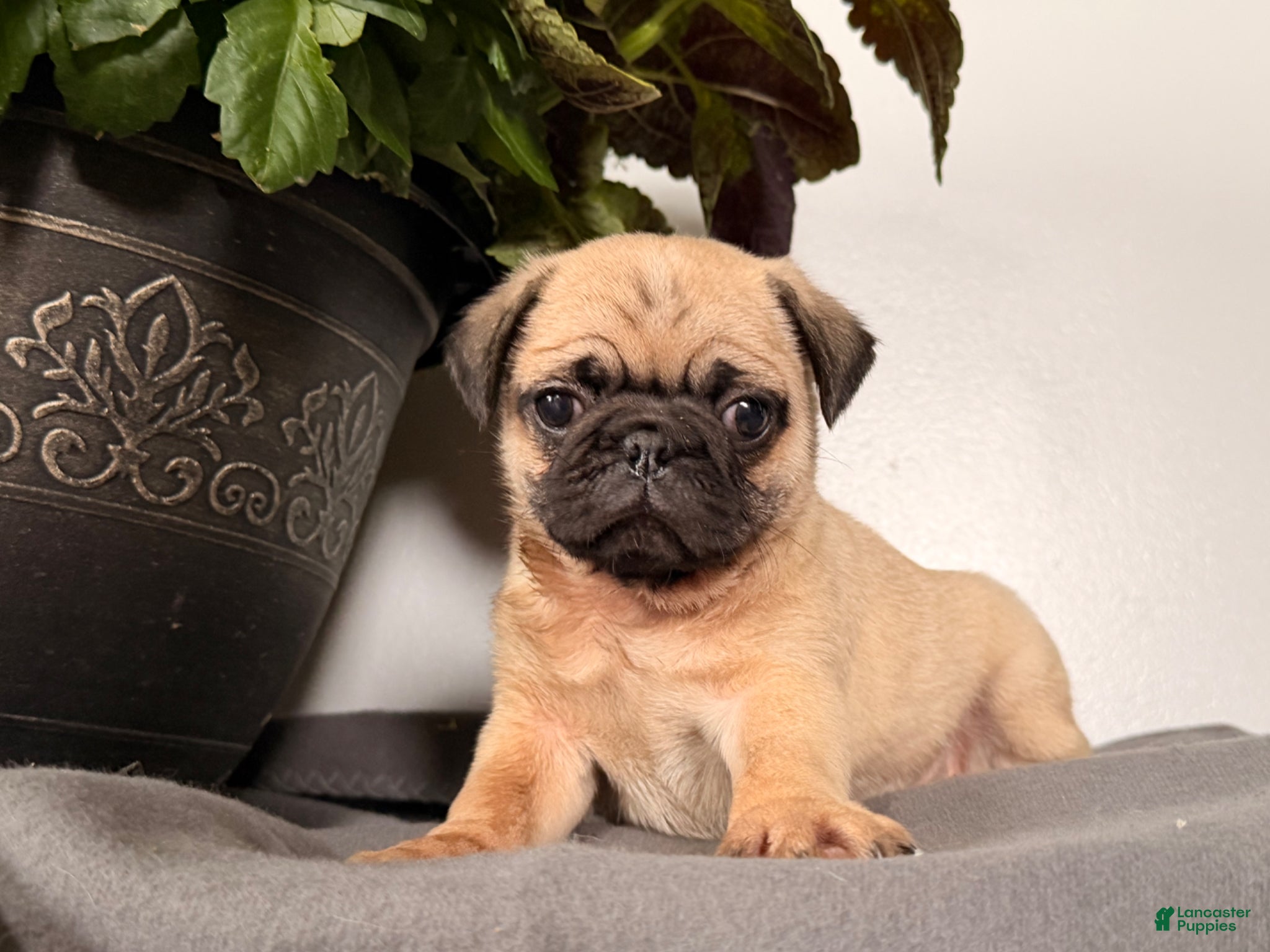 Pug dogs Pippy - Ad 1