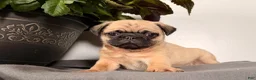 Pug dogs for sale: Pippy - Ad 1