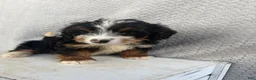Mini Bernedoodle dogs for sale: Summer - Ad 3