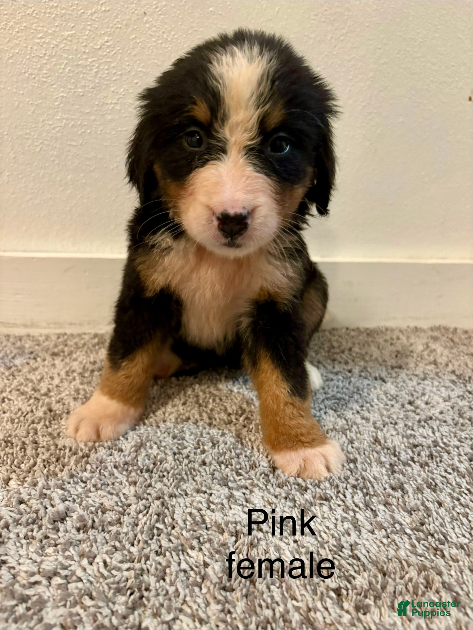 Bernese Mountain Dog dogs Pink Female - Ad 32