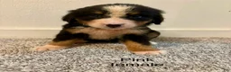Bernese Mountain Dog dogs for sale: Pink Female - Ad 1