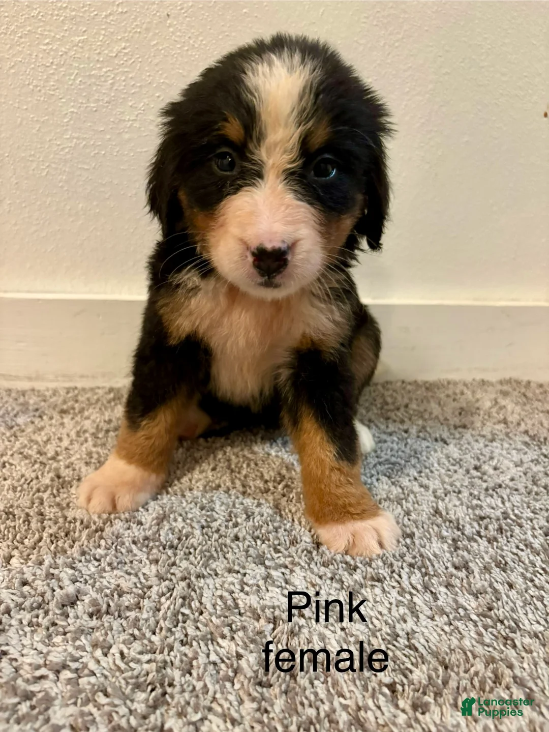 Bernese Mountain Dog dogs for sale: Pink Female - Ad 1