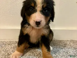 Bernese Mountain Dog dogs Pink Female - Ad 35