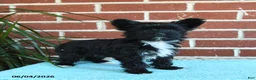 Yorkshire Terrier dogs for sale: Stella - Ad 9