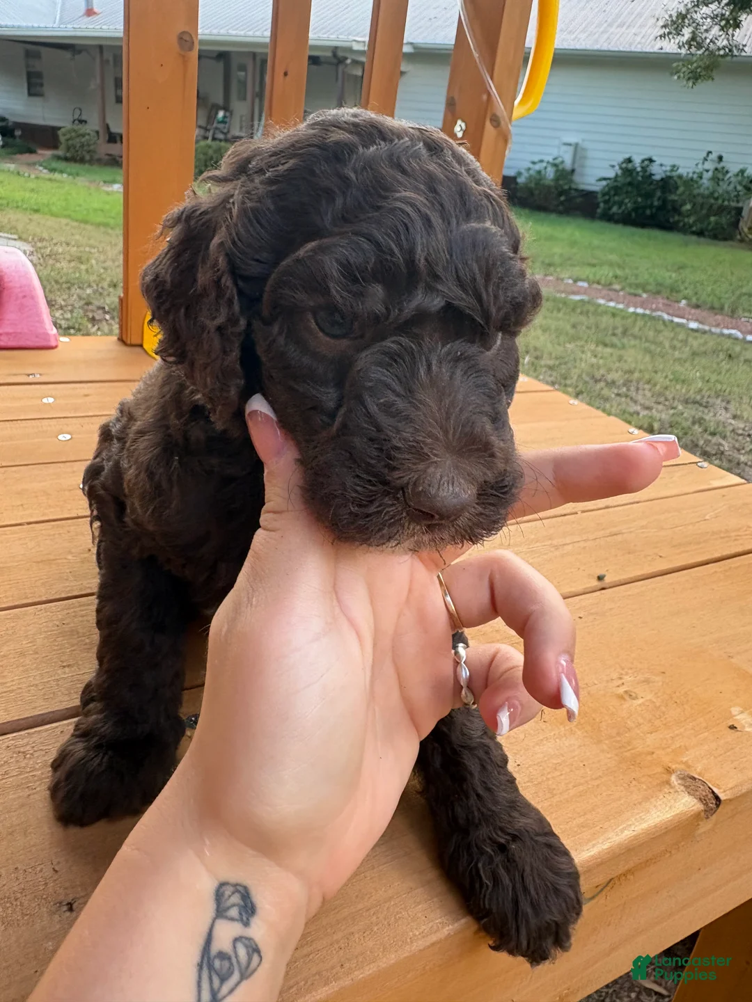 Standard Poodle dogs for sale: Standard Poodle (twinkle) - Ad 2