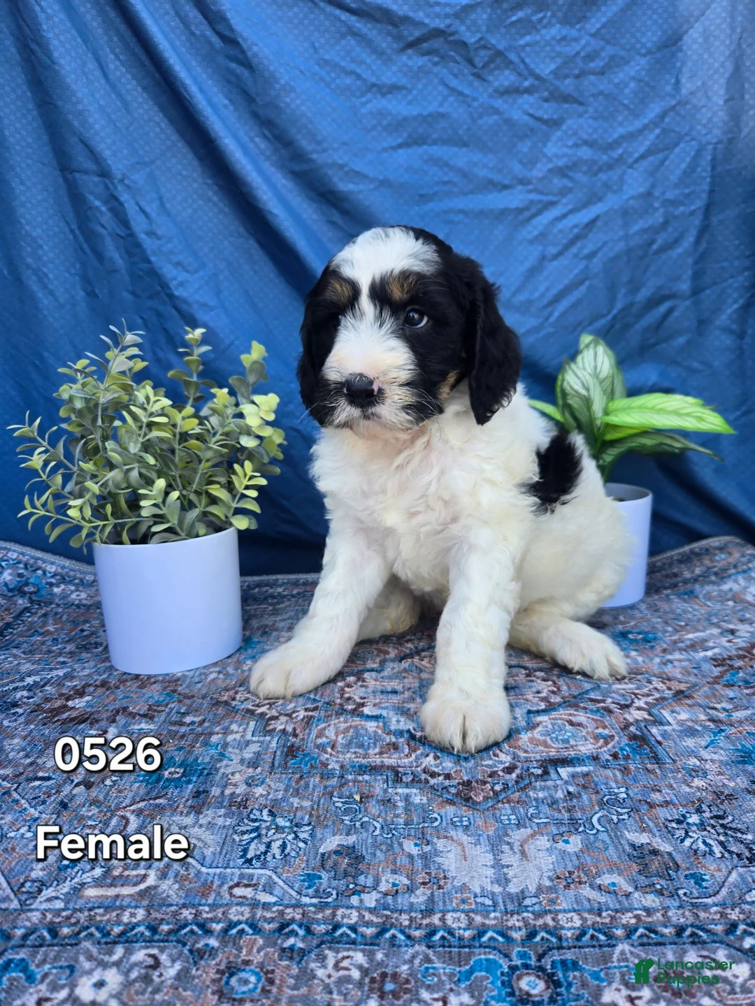 Mini Goldendoodle dogs for sale: Mini Goldendoodle Puppy 4 - Ad 1