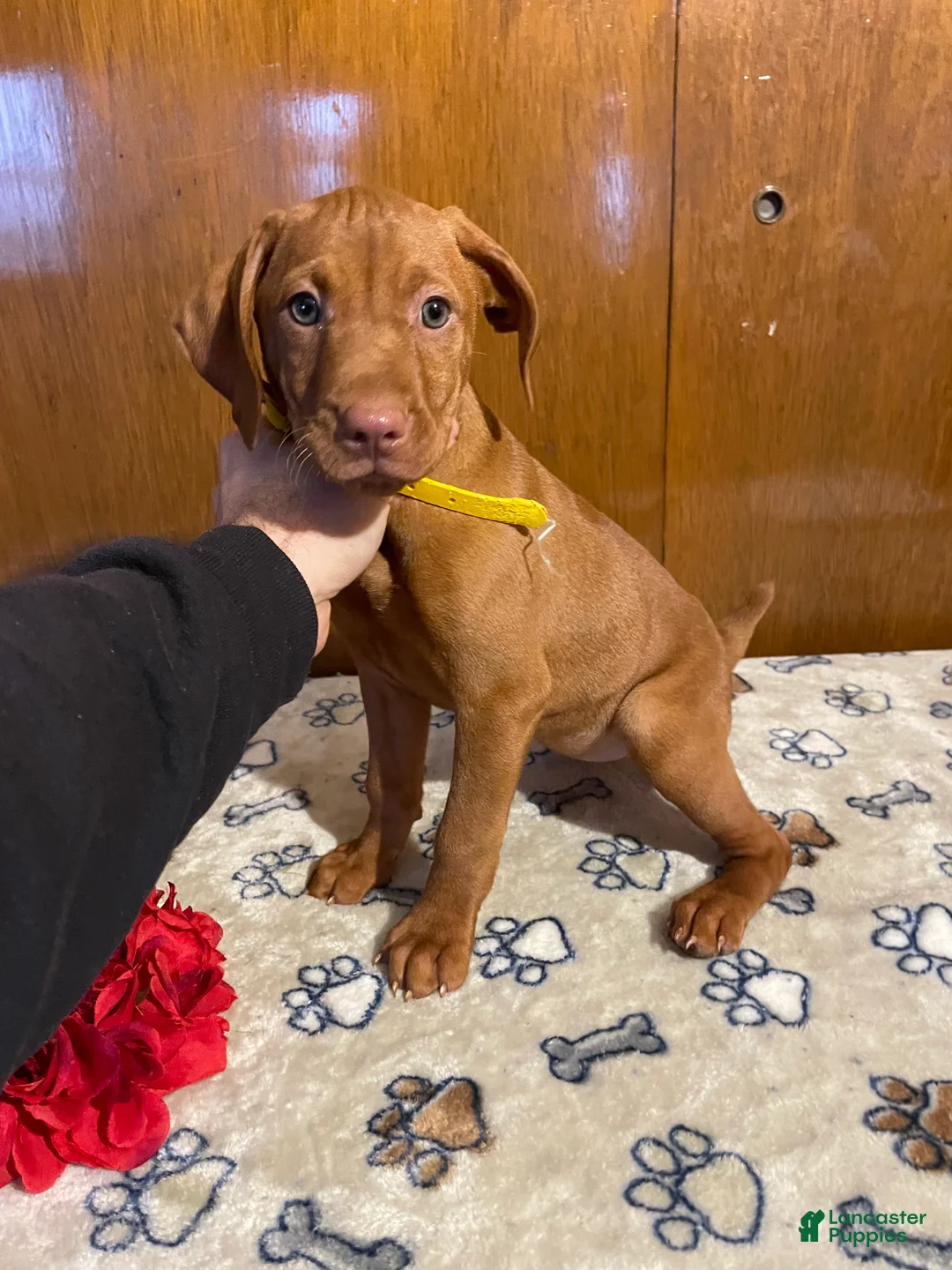 Vizsla dogs for sale: Penny - Ad 3