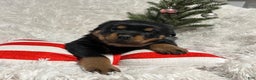 Rottweiler dogs for sale: Chase - Ad 3