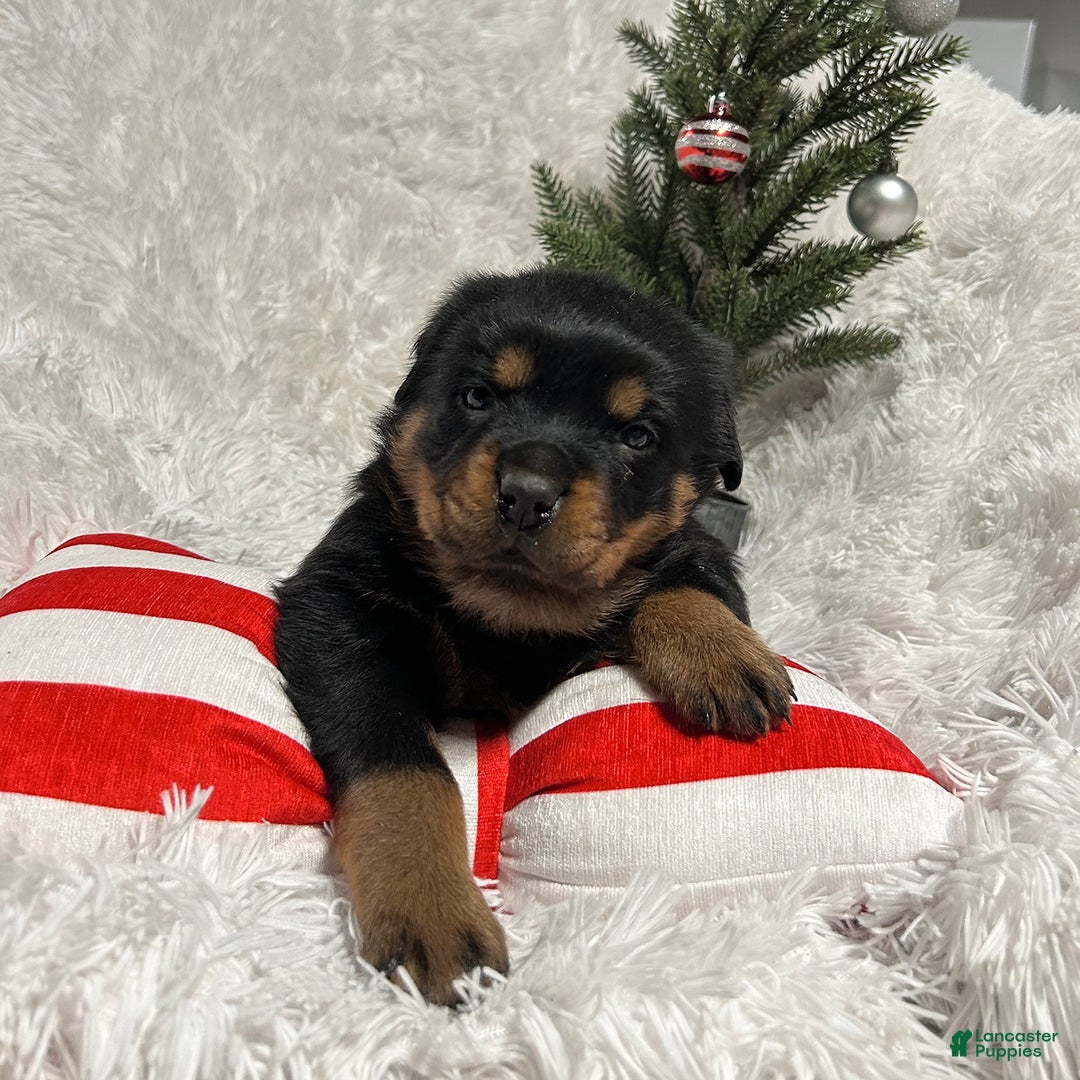 Rottweiler dogs for sale: Chase - Ad 3
