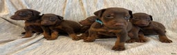 Doberman Pinscher dogs for sale: Atlas - Ad 4