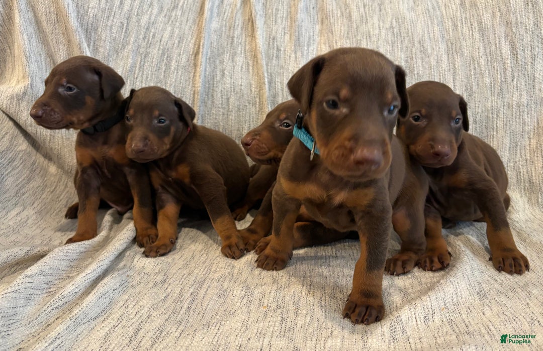 Doberman Pinscher dogs for sale: Atlas - Ad 4