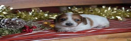 Dachshund dogs for sale: Princess - Ad 13