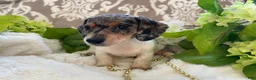 Miniature Dachshund dogs for sale: Ellie - Ad 9