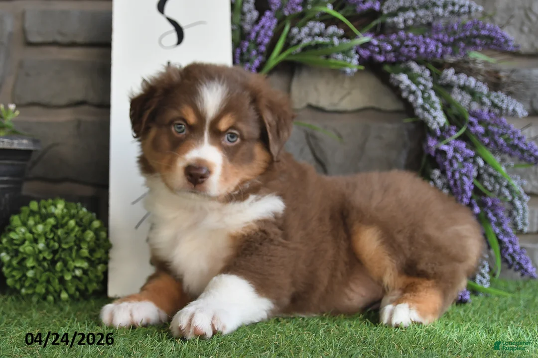 Australian Shepherd dogs for sale: Rayne - Ad 2