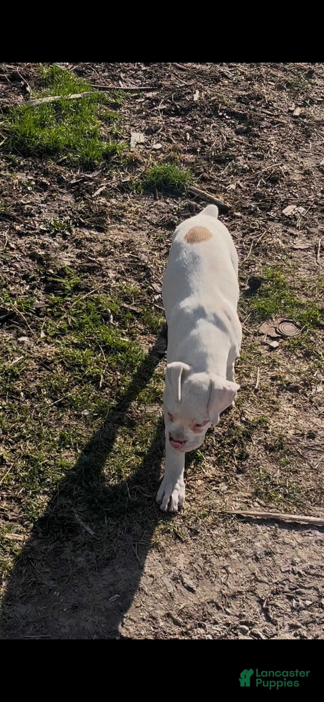 Boxer dogs for sale: Spot - Ad 2