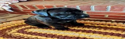 Mixed Breed dogs for sale: Anne - Ad 3