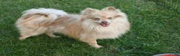 Pomeranian dogs for sale: Bo - Ad 5