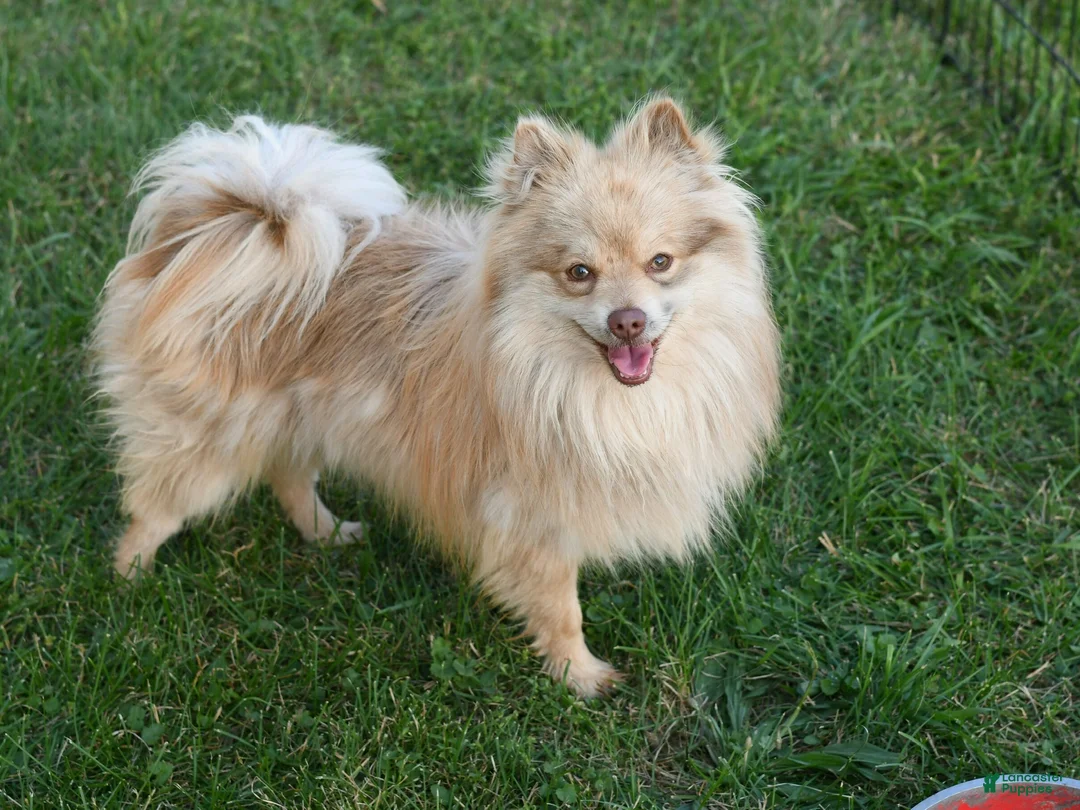 Pomeranian dogs for sale: Bo - Ad 5