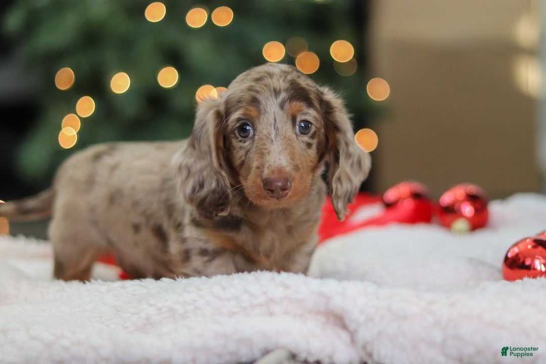 Miniature Dachshund dogs for sale: Buddy - Ad 7