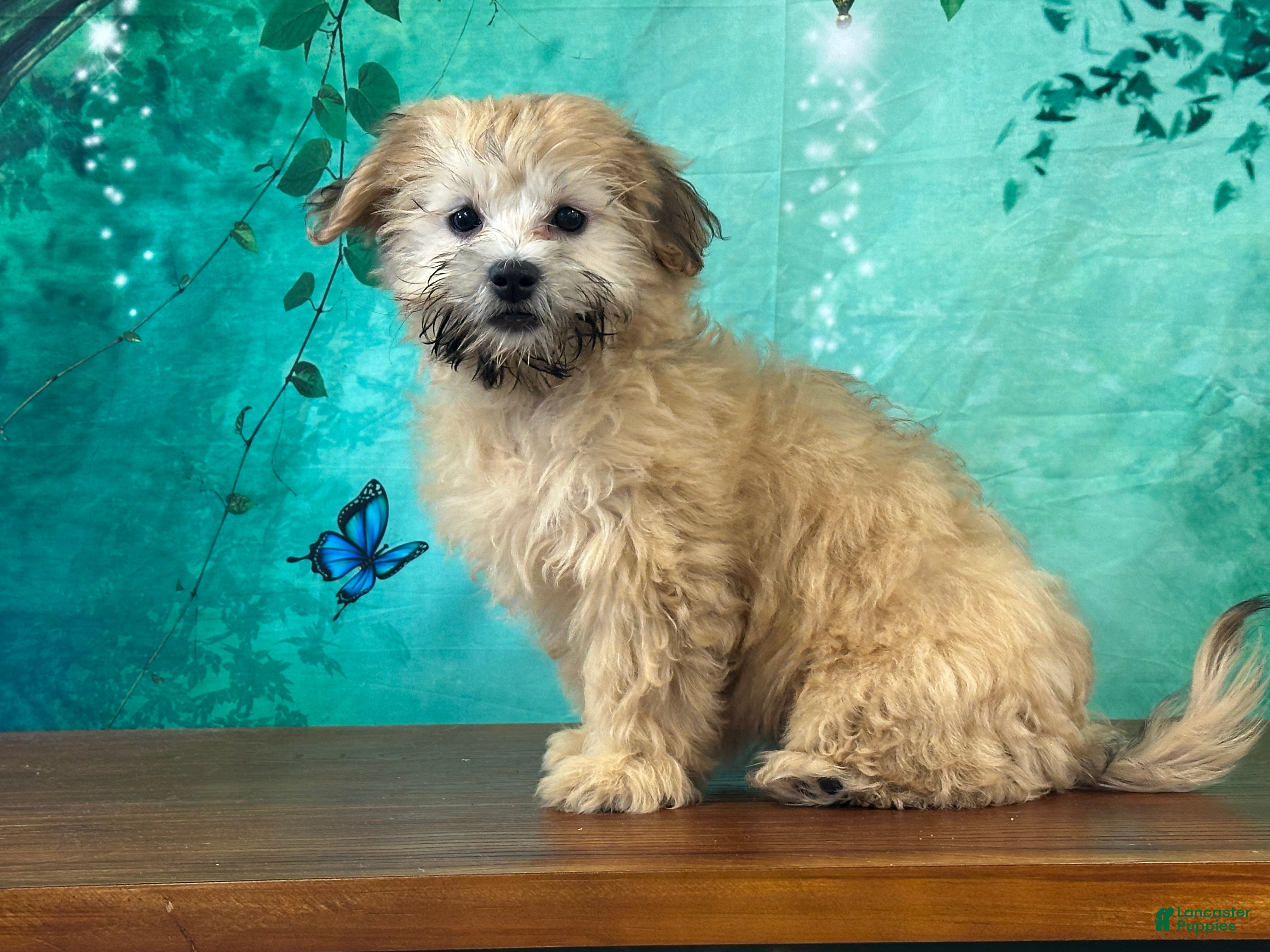 Teddy Bear dogs Dolly - Ad 1