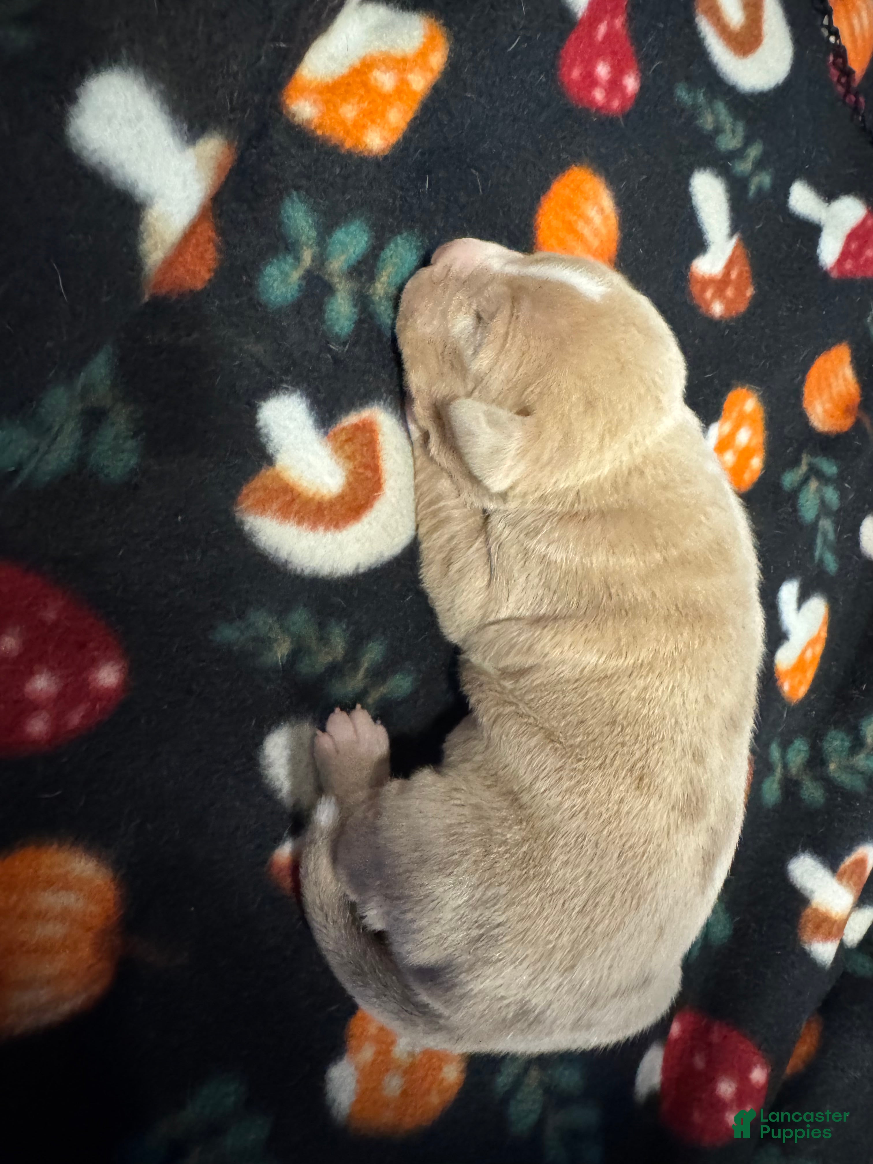 American Bully dogs American Bully Puppy 3 - Ad 2