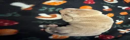 American Bully dogs for sale: American Bully Puppy 3 - Ad 2