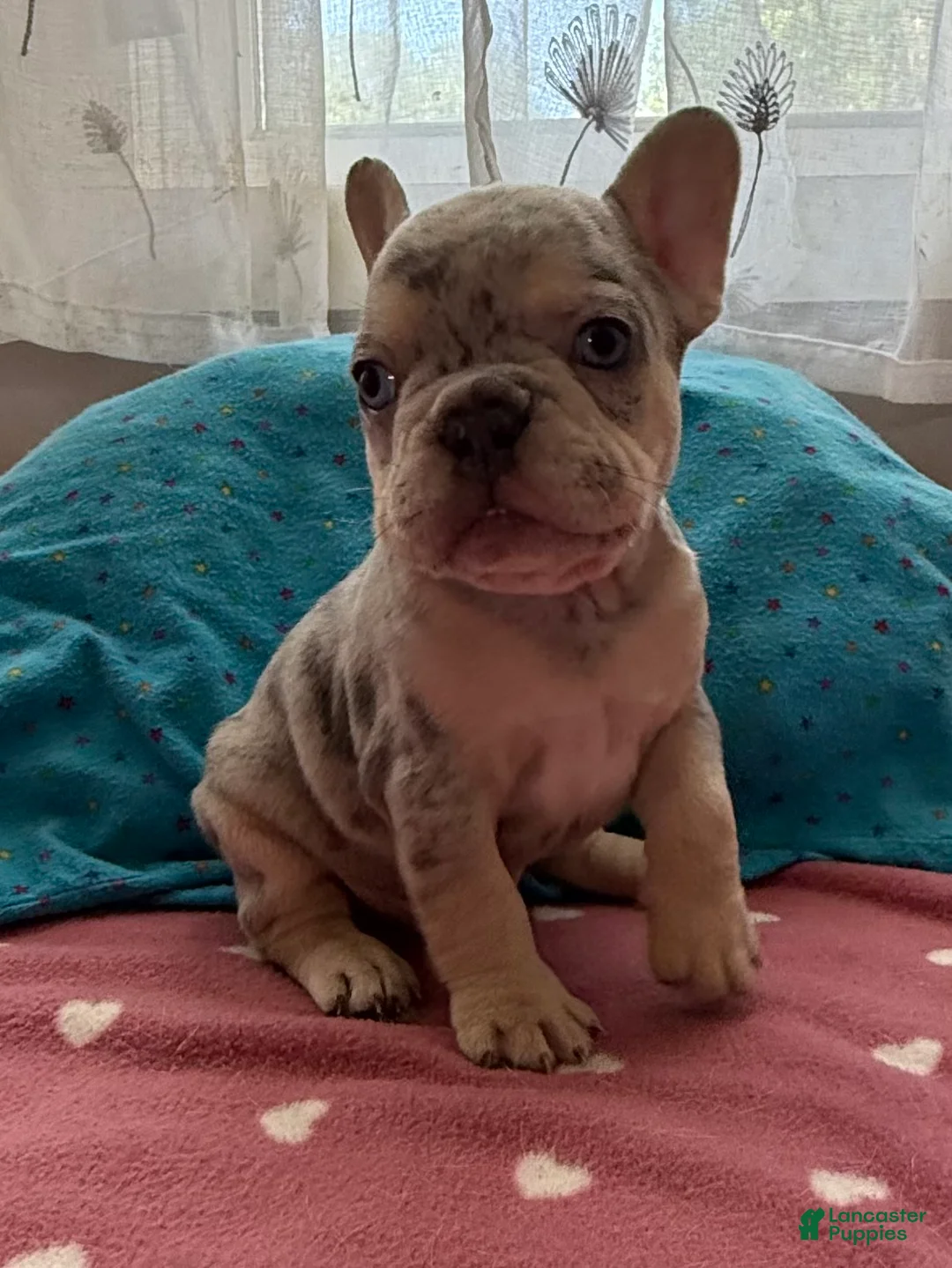 French Bulldog dogs for sale: French Bulldog 3 - Ad 2
