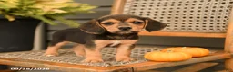 Beagle dogs for sale: Lacey - Ad 4