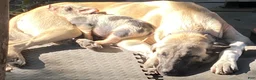 Anatolian Shepherd dogs for sale: Anatolian Shepherd 1 - Ad 2