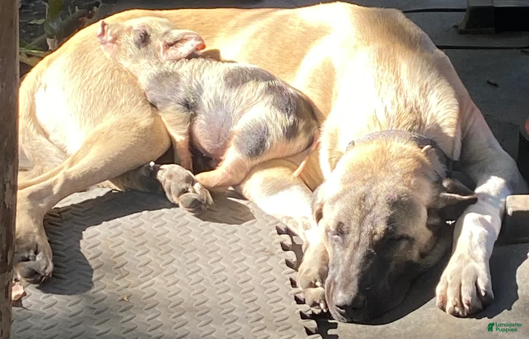 Anatolian Shepherd dogs for sale: Anatolian Shepherd 1 - Ad 2